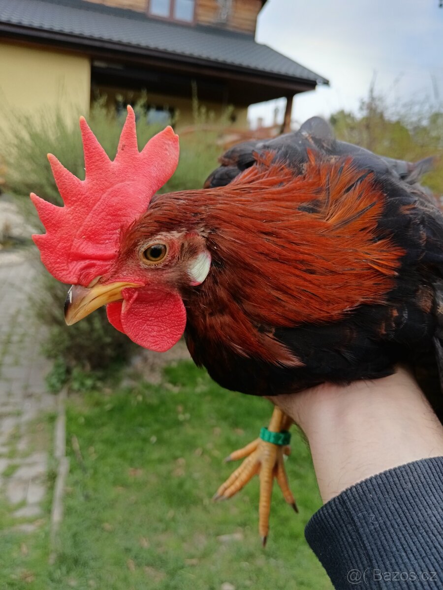 Kohout vlašky