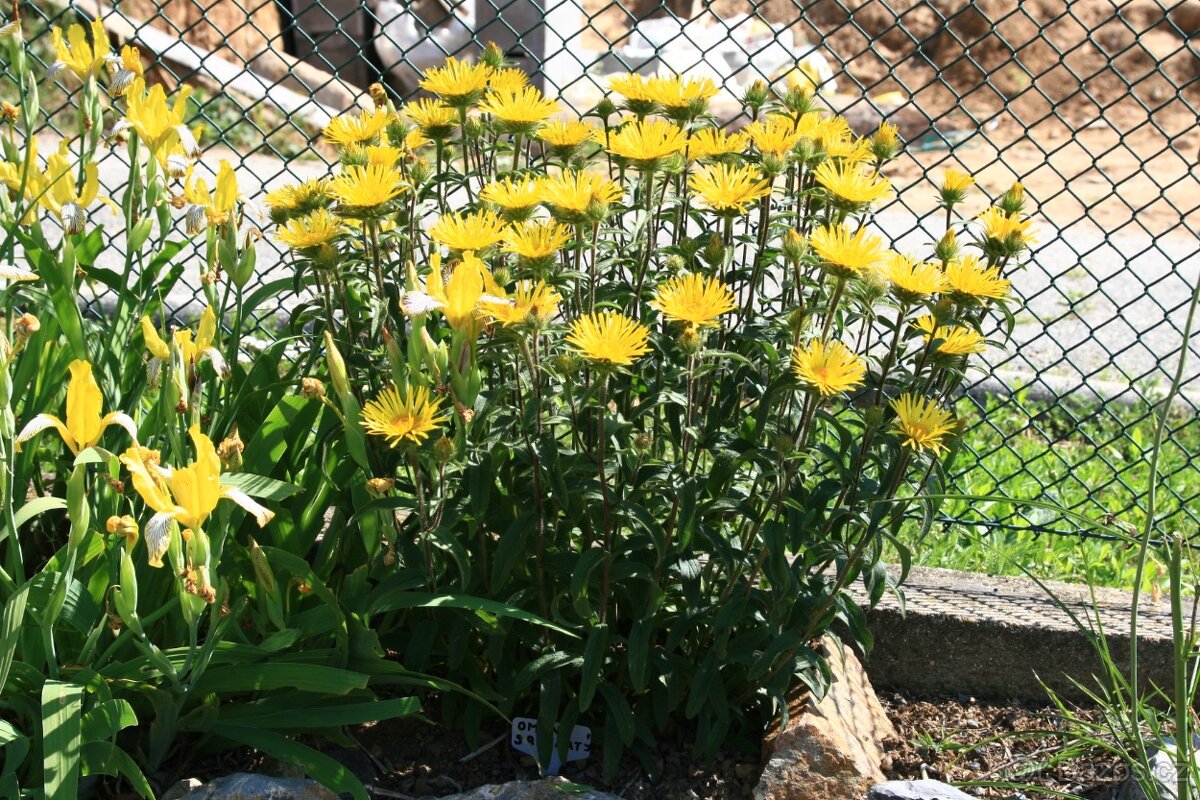Oman srstnatý- Inula hirta 1000 semen 50 Kč