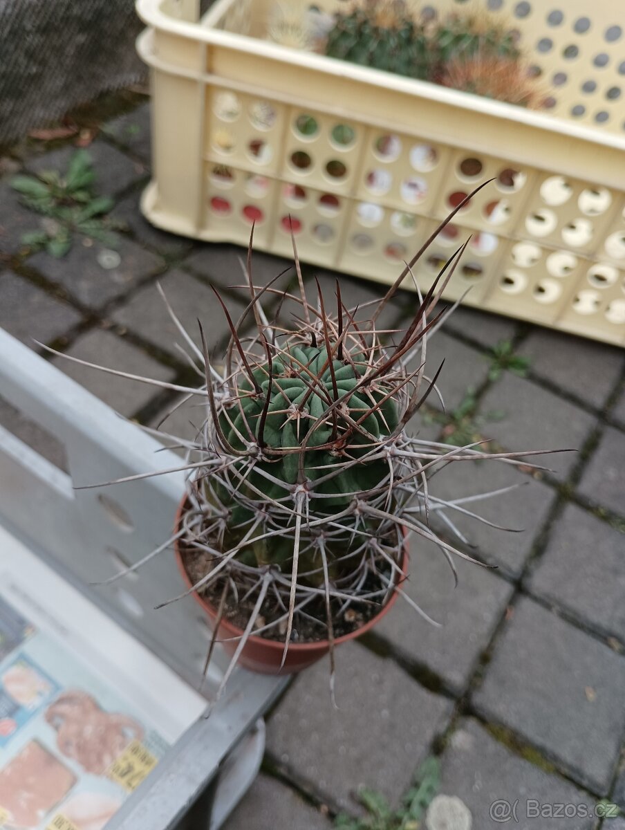 Kaktusy