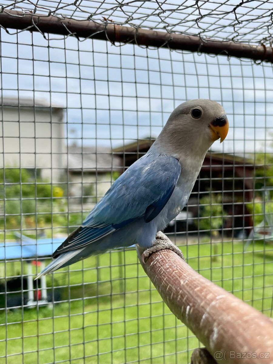 Agapornis růžohrdlý 🦜