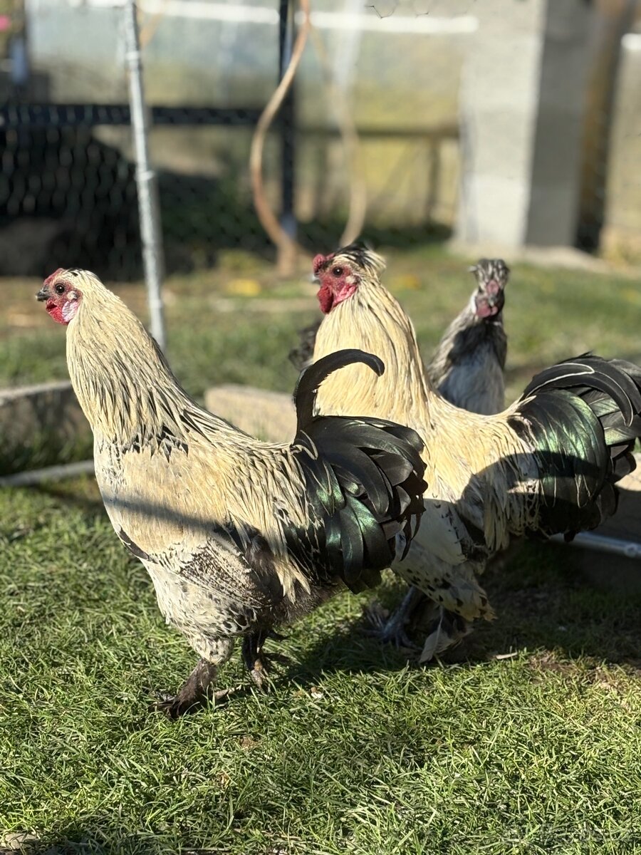 mladí kohouti Hedvábničky a Pavlovky