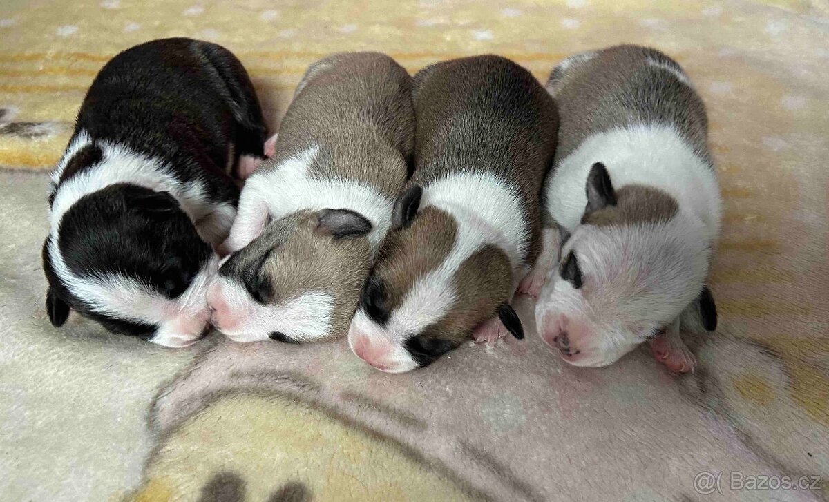 Americký stafordšírský teriér s PP