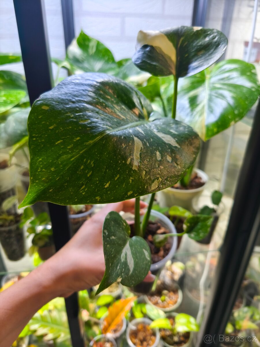 Monstera Thai Constalation
