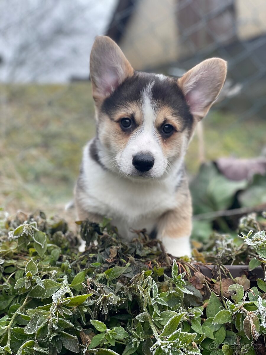 Alf Tatra Majesty - Welsh Corgi Pembroke (trikolor)