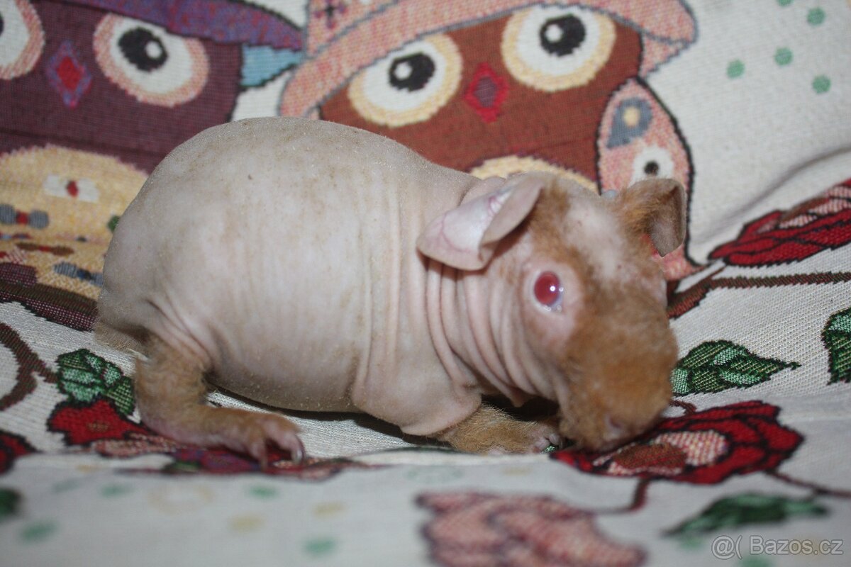 Morče skinny holčička z chs