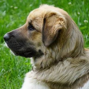 Český horský pes s PP