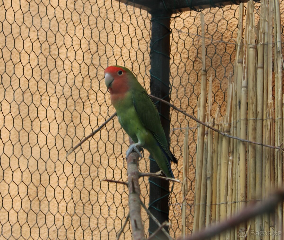 Prodám mlaďata Agapornis růžohrdlý, škraboškový