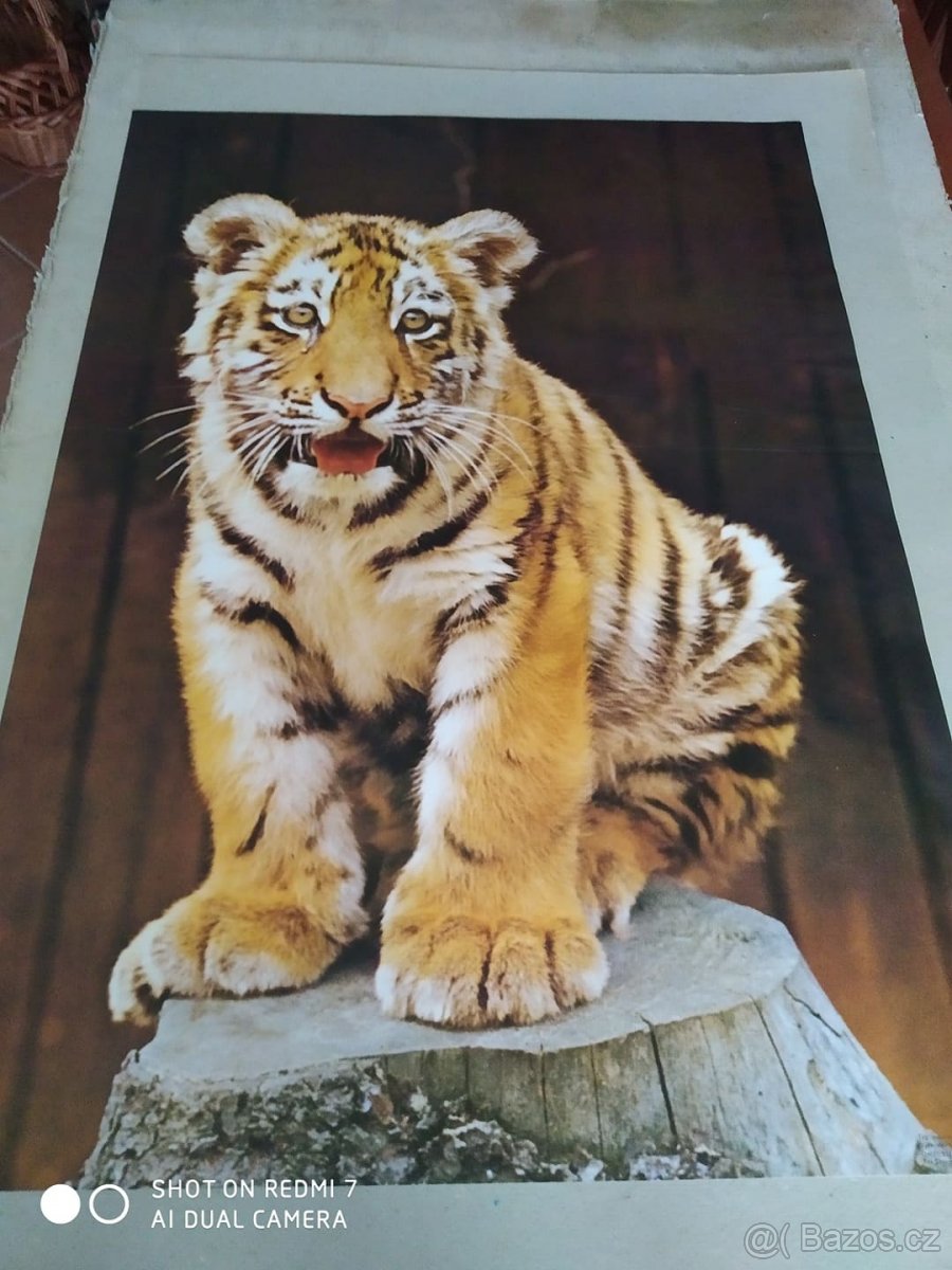Origin.nástěnné plakáty, 80. let 20. století - Exot. zvířata
