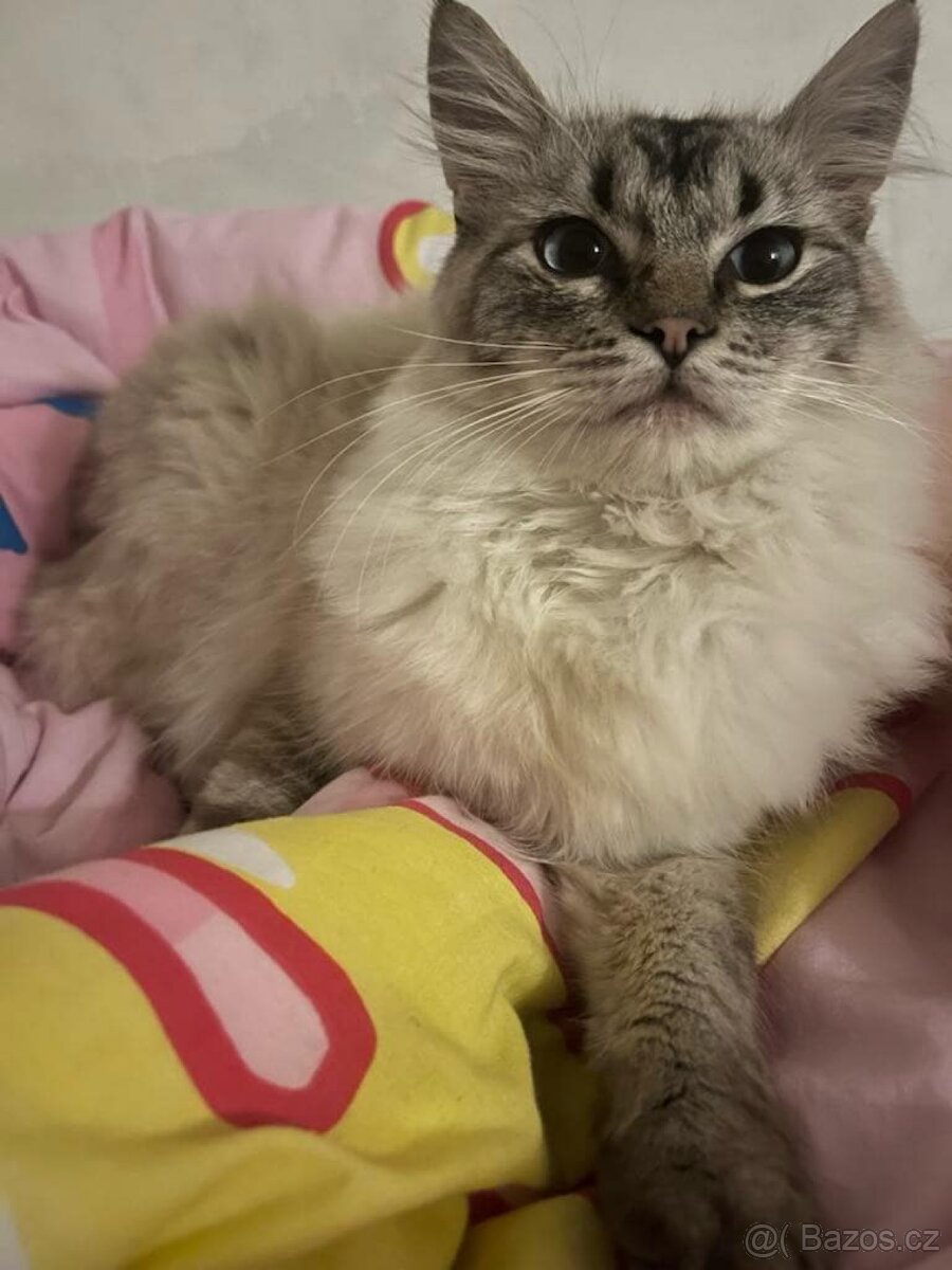 Kocourek ragdoll ke krytí