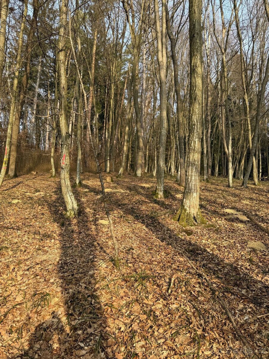 Prodám lesní pozemek KÚ Slavkov u Uherského Brodu
