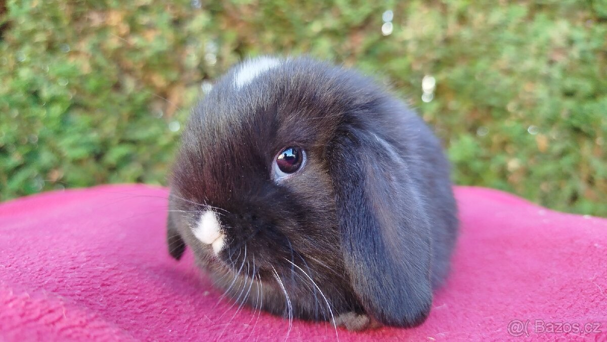 Zakrslý beránek, králíček, králík - DAN