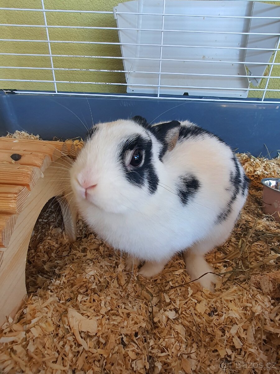 Zakrslý králík i s klecí