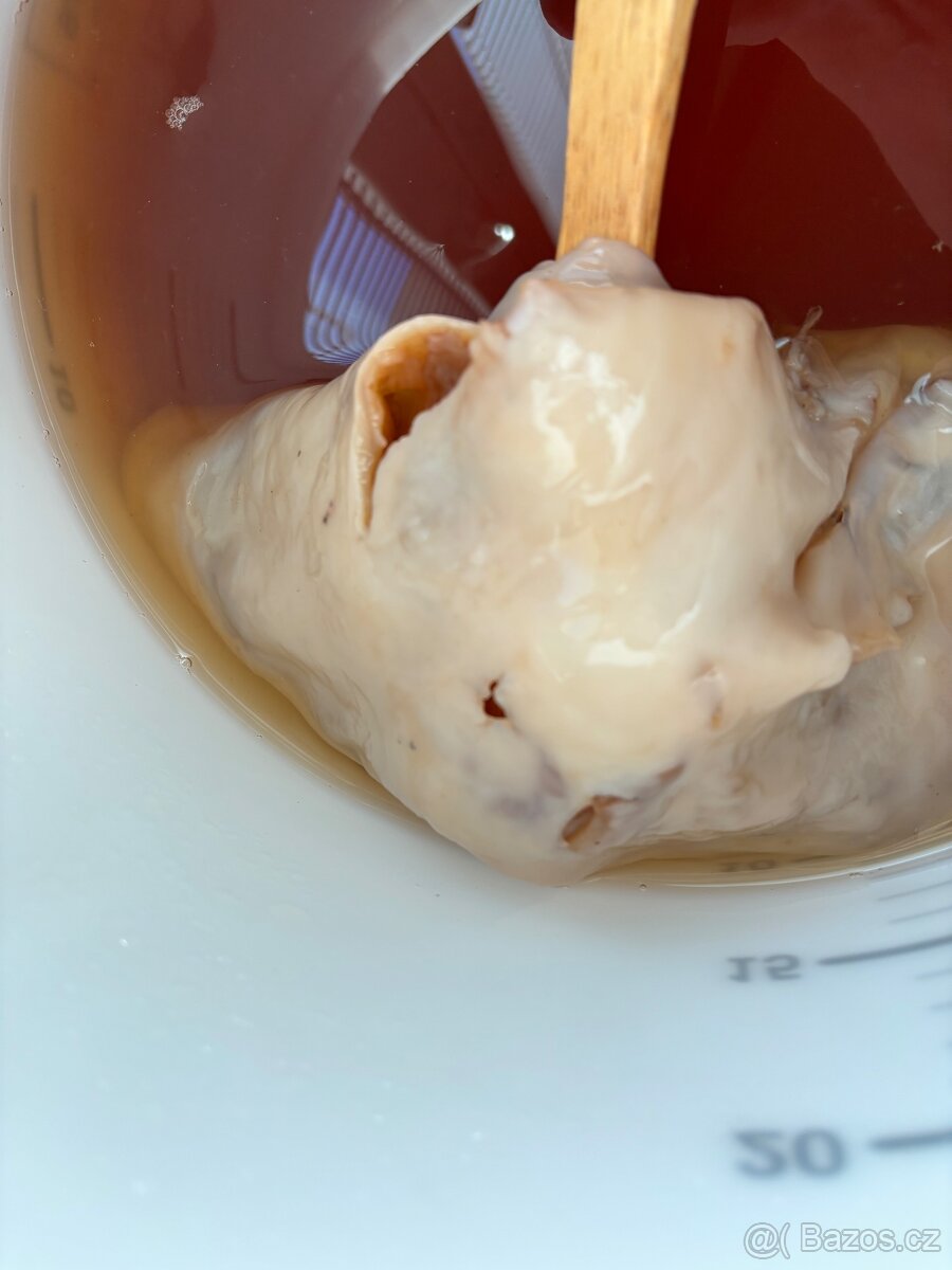 Kombucha
