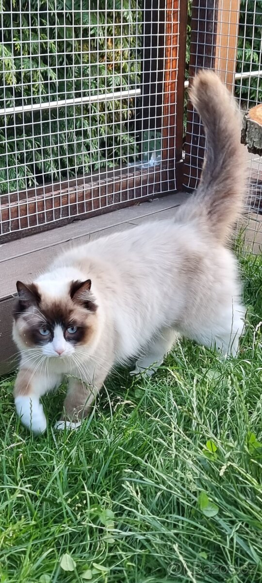 Ragdoll kocourek ke krytí
