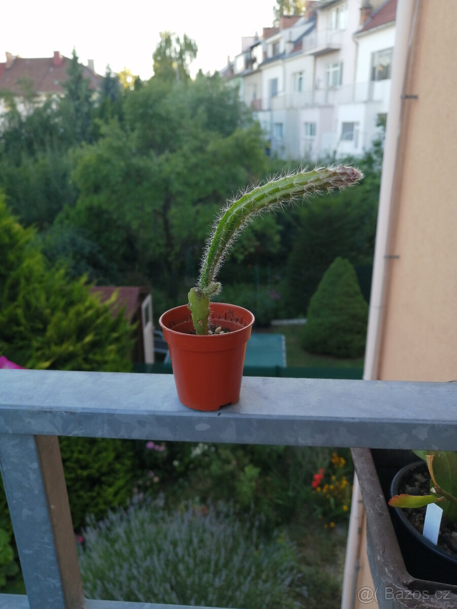 Epiphyllum - fylokaktus