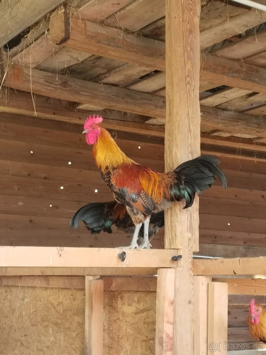 Česká zlatá kropenka