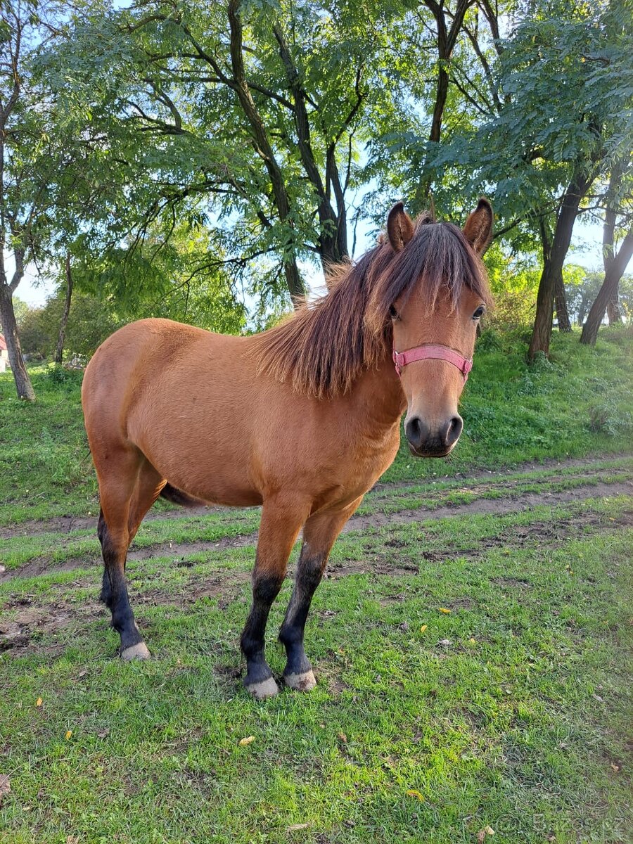 Prodám kobylku