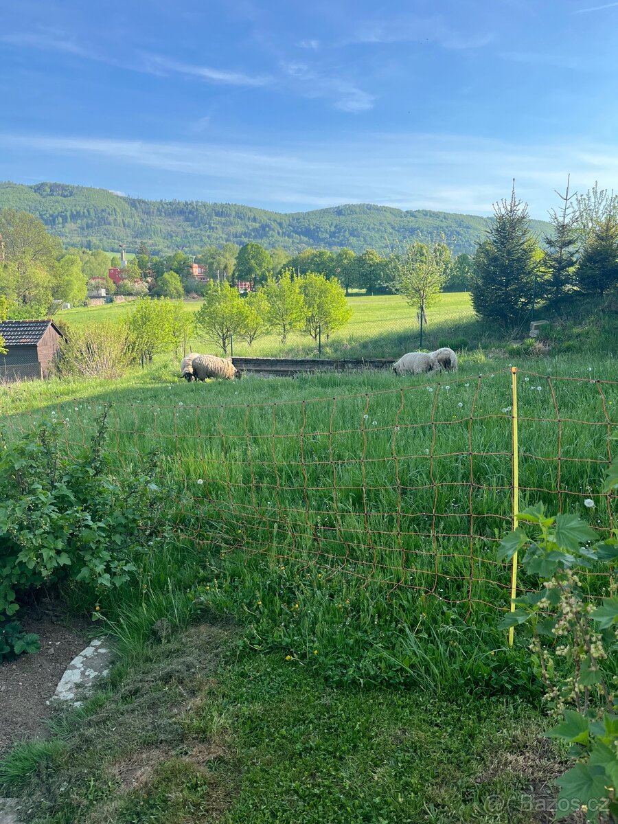Ovčí síť