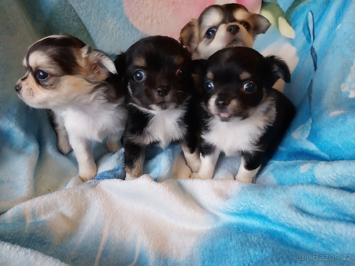 ČIVAVA   💕  DLOUHOSRSTÁ