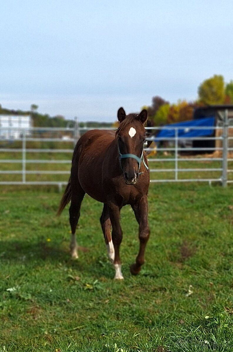 Quarter Horse žrebec po BOB ACRE DOC,JAC O RIMA a BONANZA