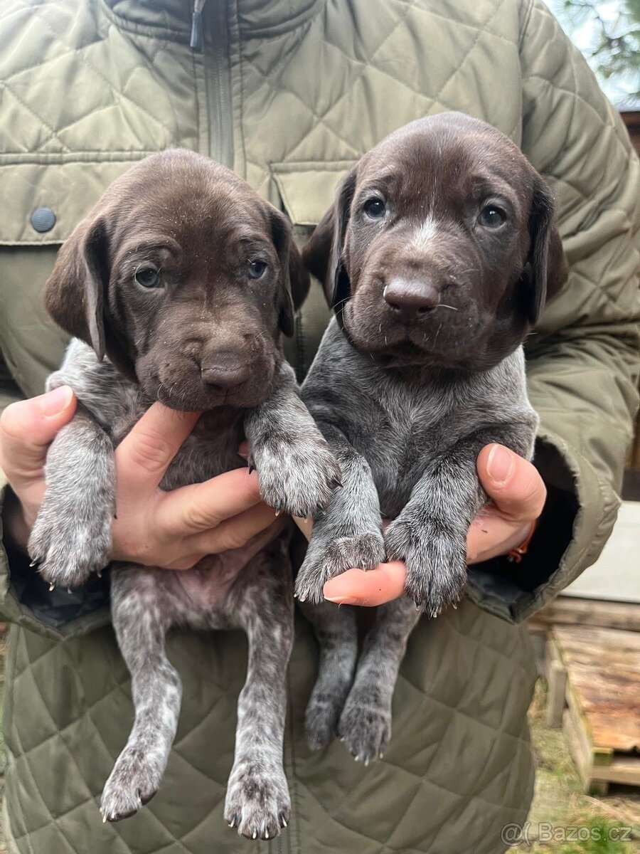 Štěňata - NKO německý krátkosrstý ohař lovecký pes fena