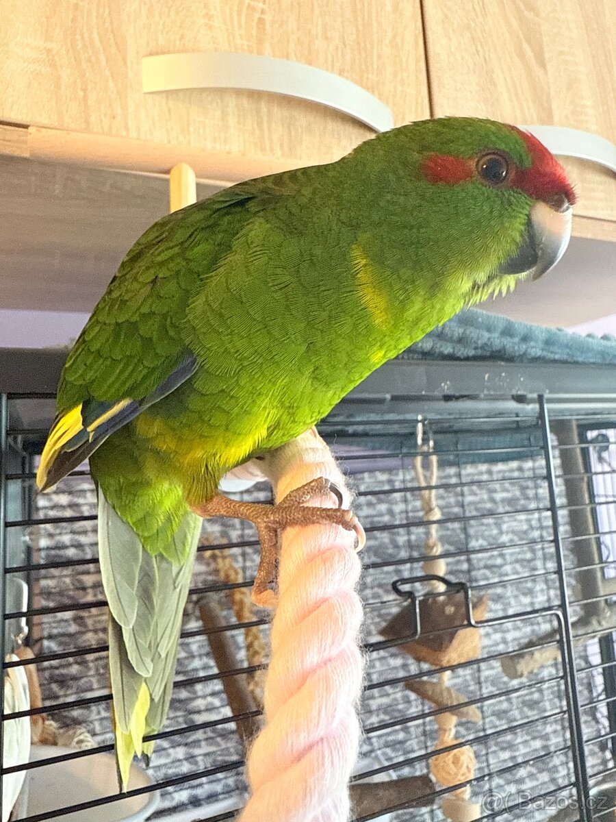 Kakariki rudočelý - mládě (2 měsíce)