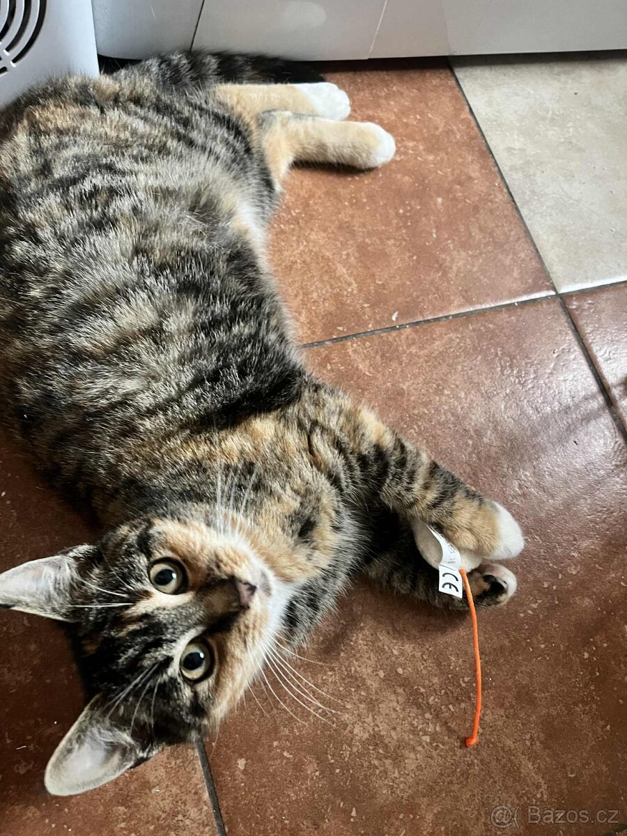 Darujeme kočičky