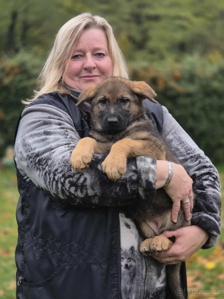 Německý ovčák s PP