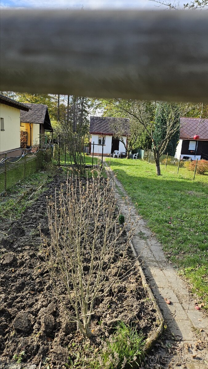 Pronájem zahrady Ostrava