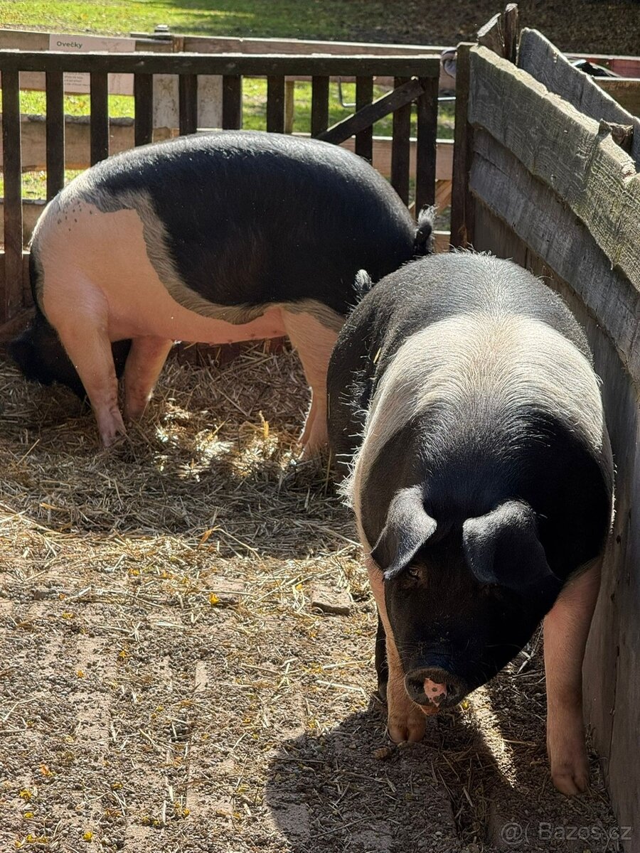Přeštická prasata na prodej