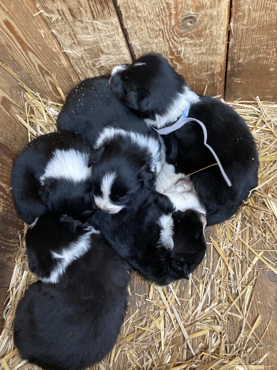 Prodám Border kolie