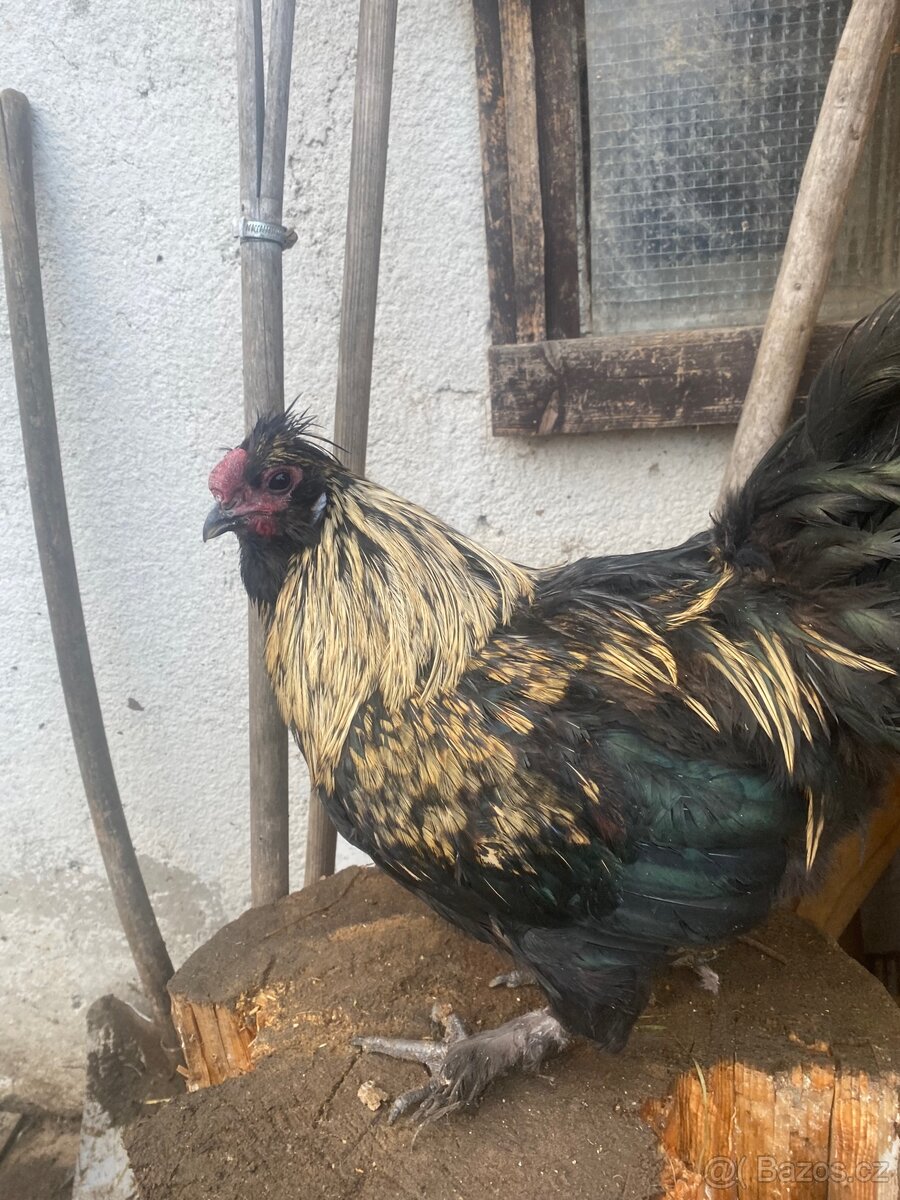 Prodam kohouta