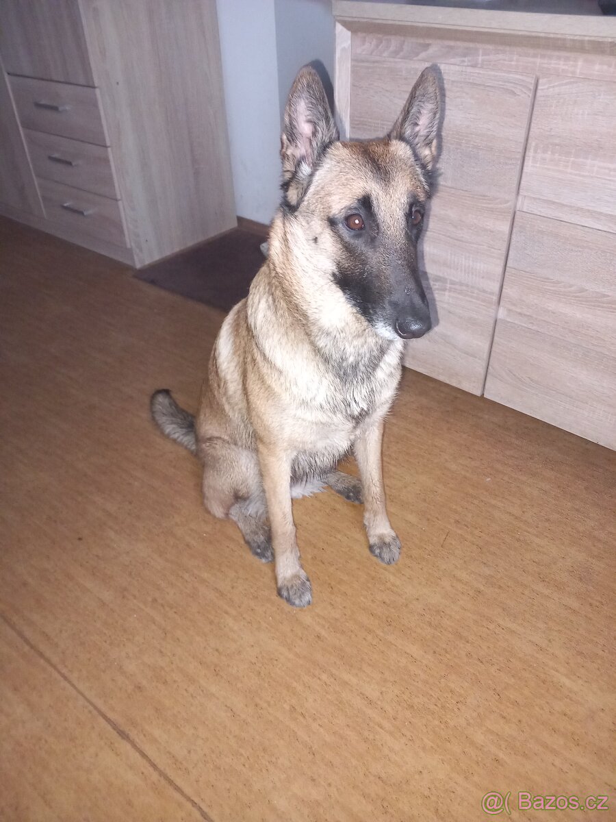 Belgický ovčák maliňák