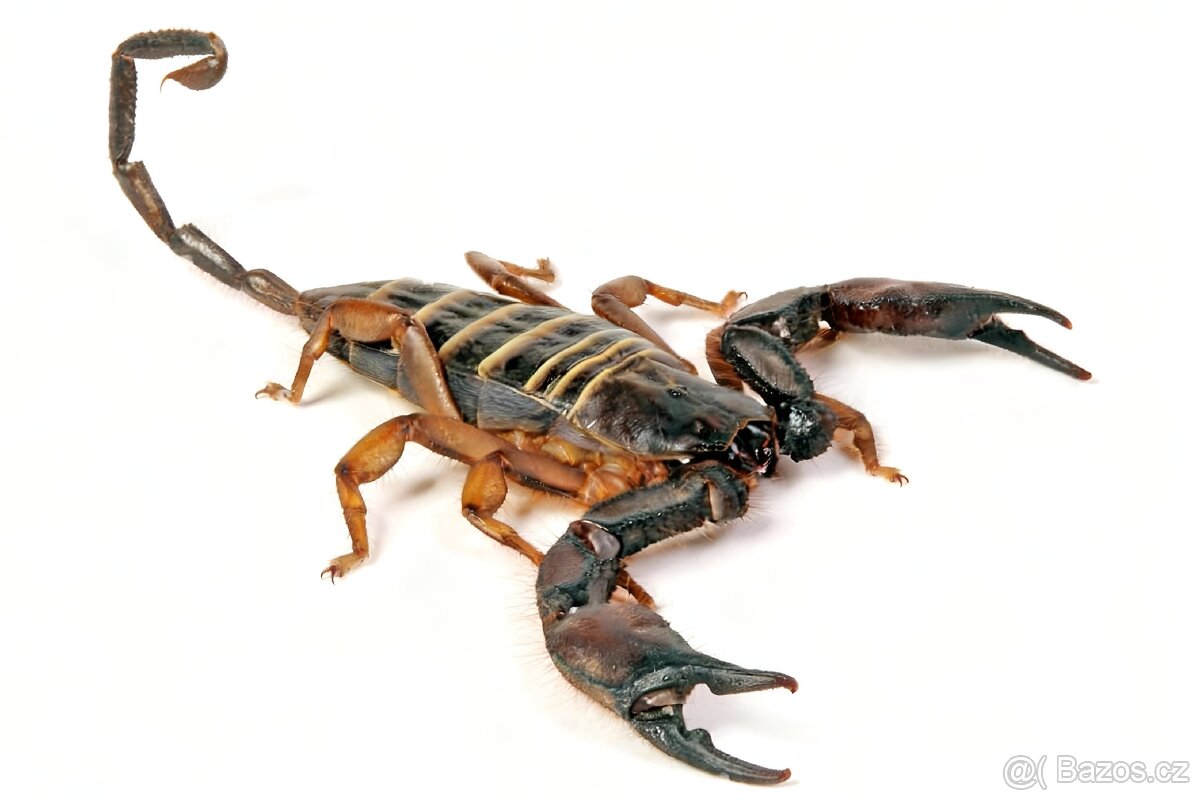 Hadogenes Paucidens scorpion štíři šváby