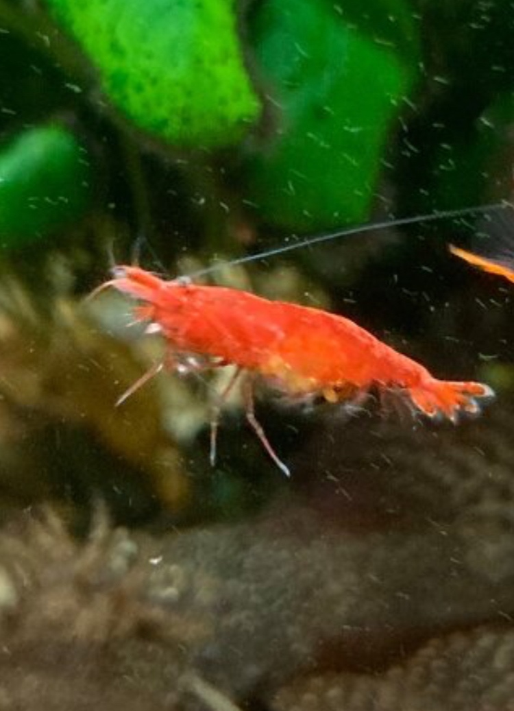 Krevetky red
