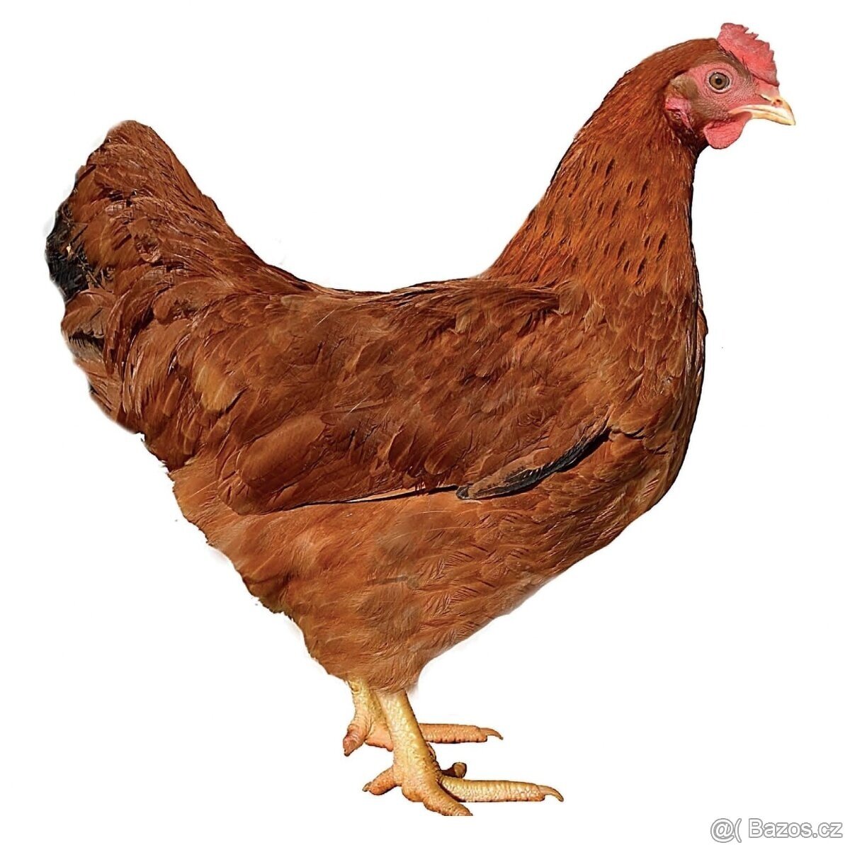 Prodám slepice