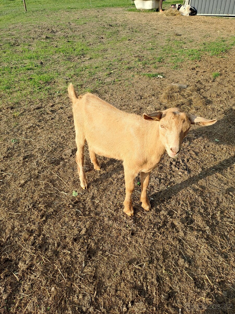 Kozel