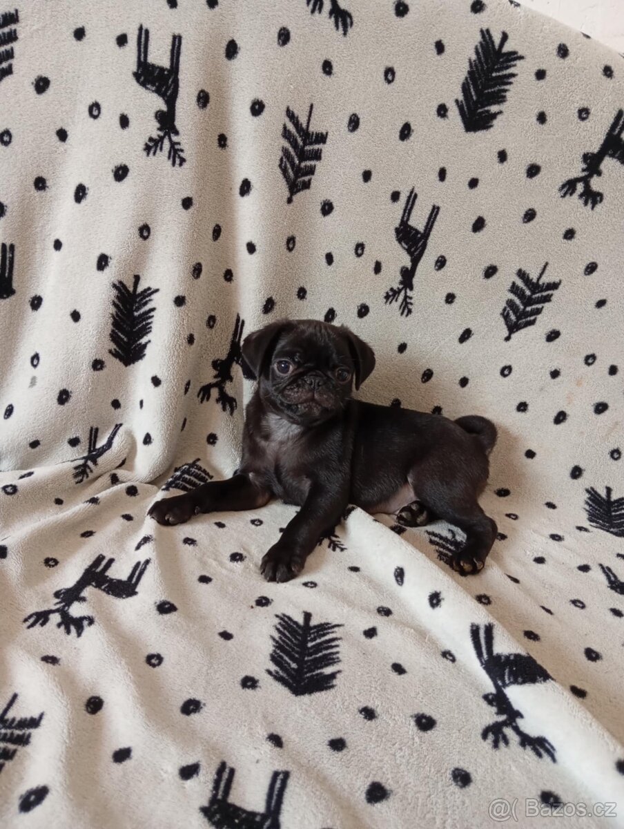 Mops