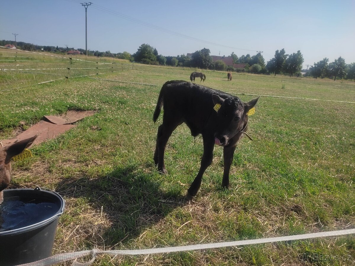 Ochočená alovička 50%Wagyu,50% Jersey