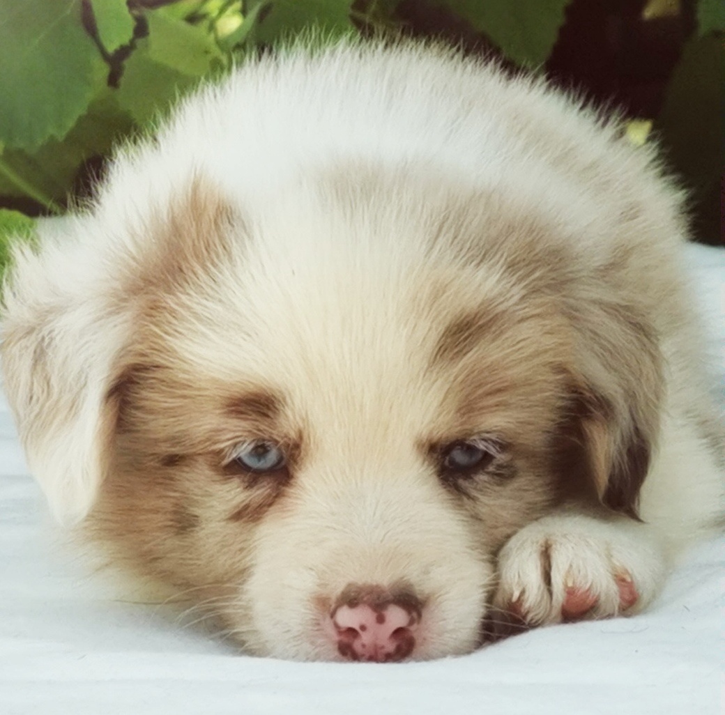 Border kolie , Collie , kolia