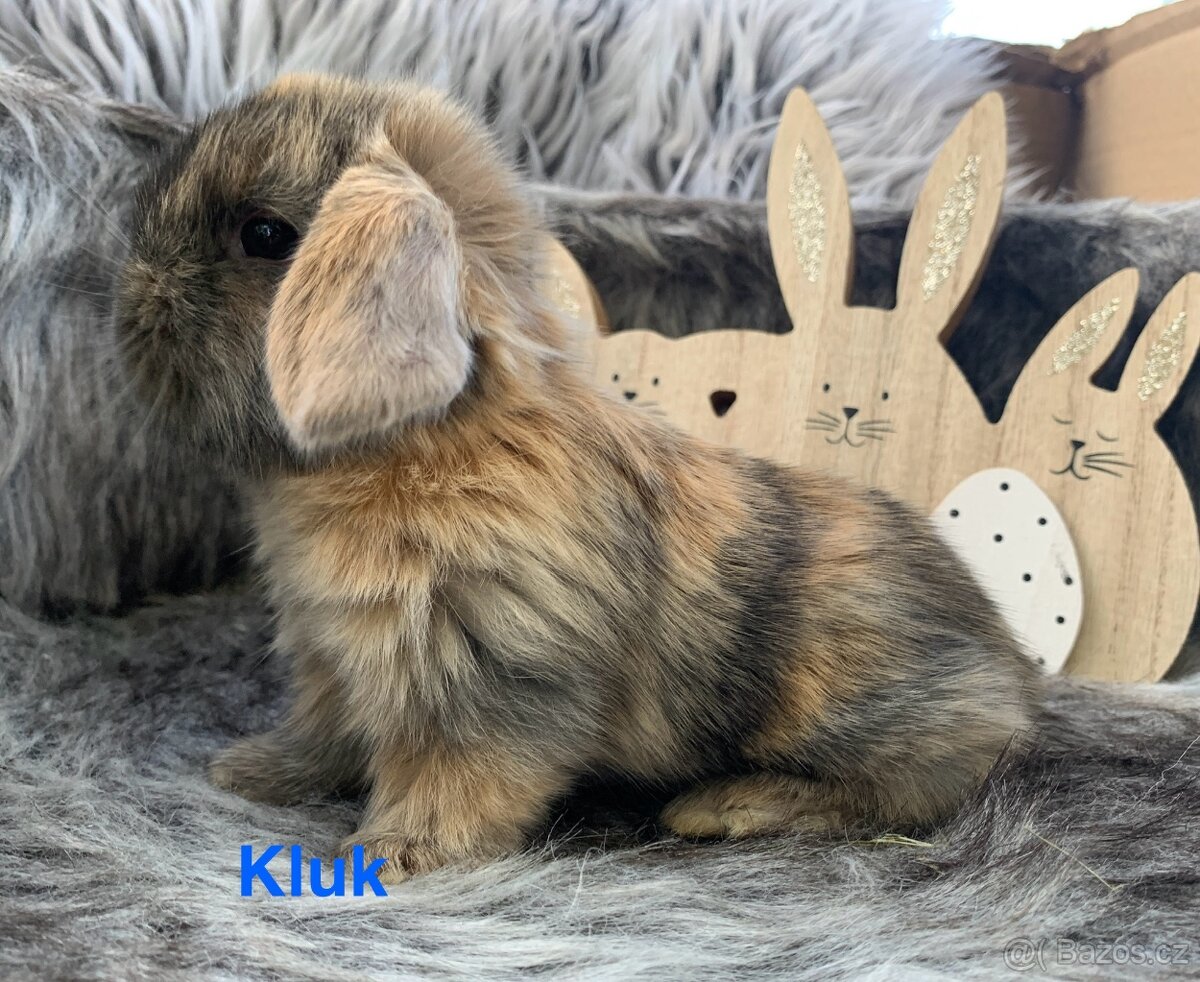 ❤️❤️Minilop Beránek Kralicek k rezervaci