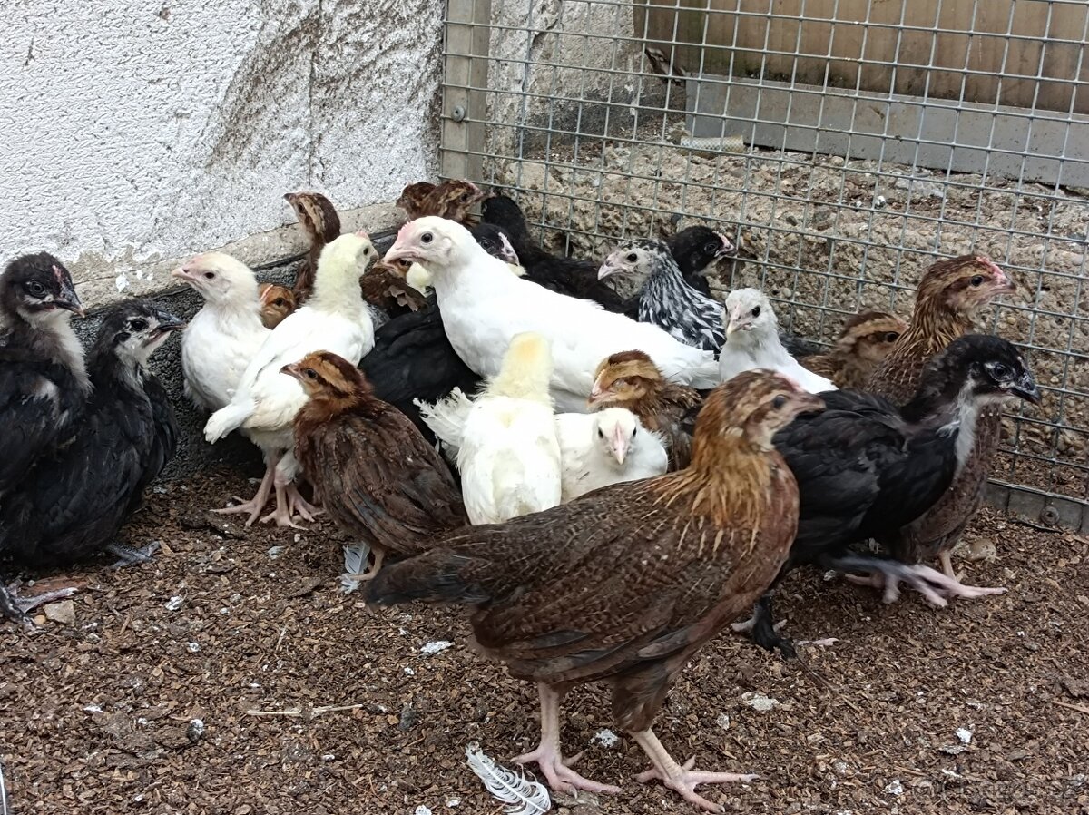 Leghorn,Vlaška koroptví a Australka velká