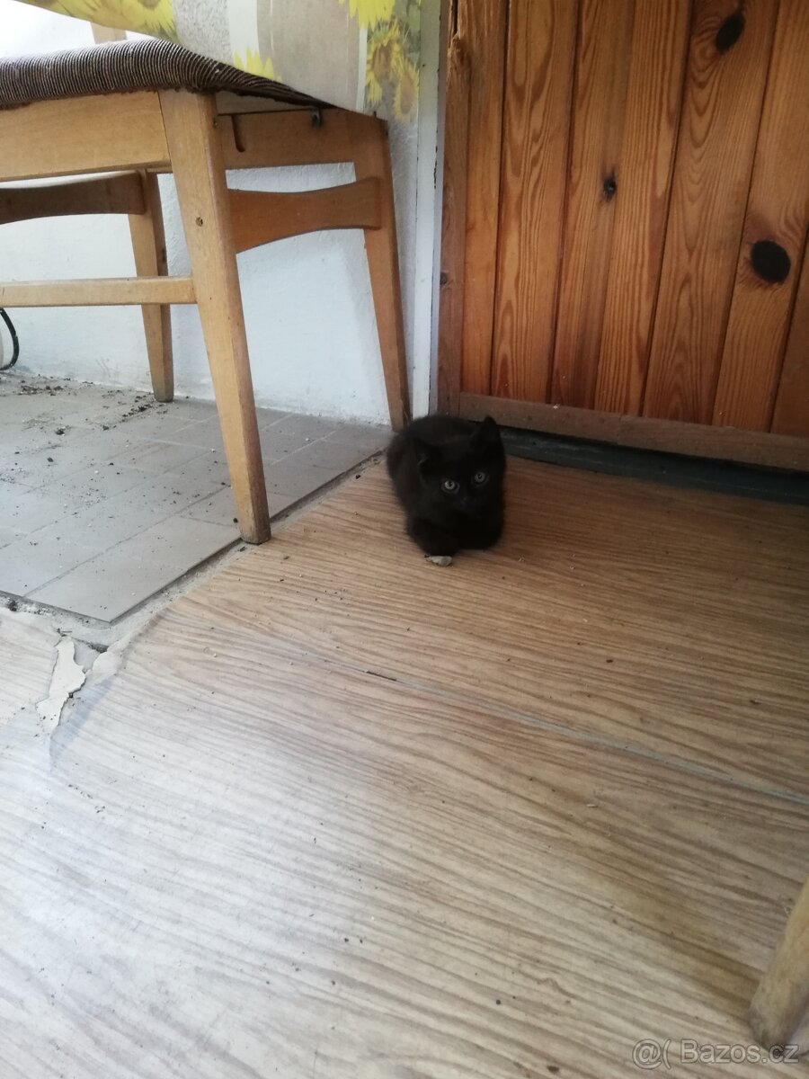 Kocourci