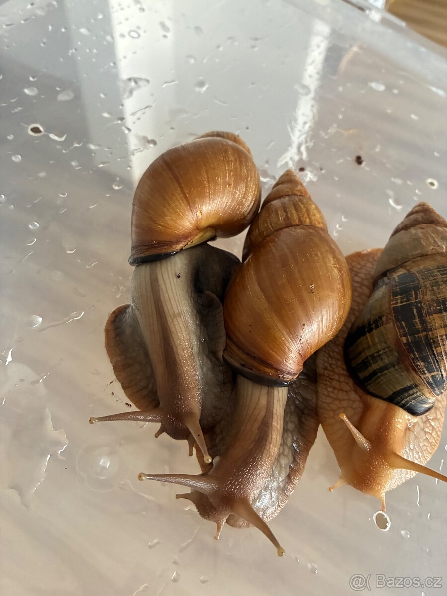Lissachatina immaculata a fulica caramel