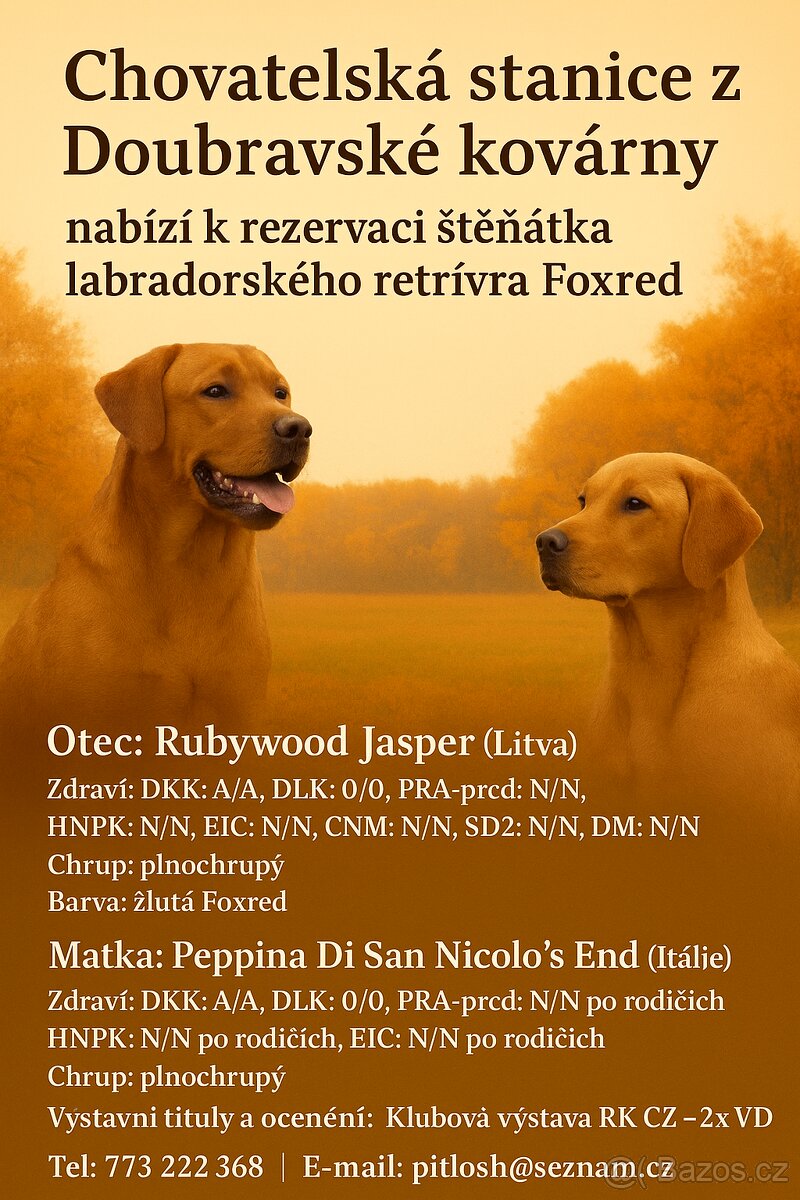 Labradorský retriever Fox Red s PP