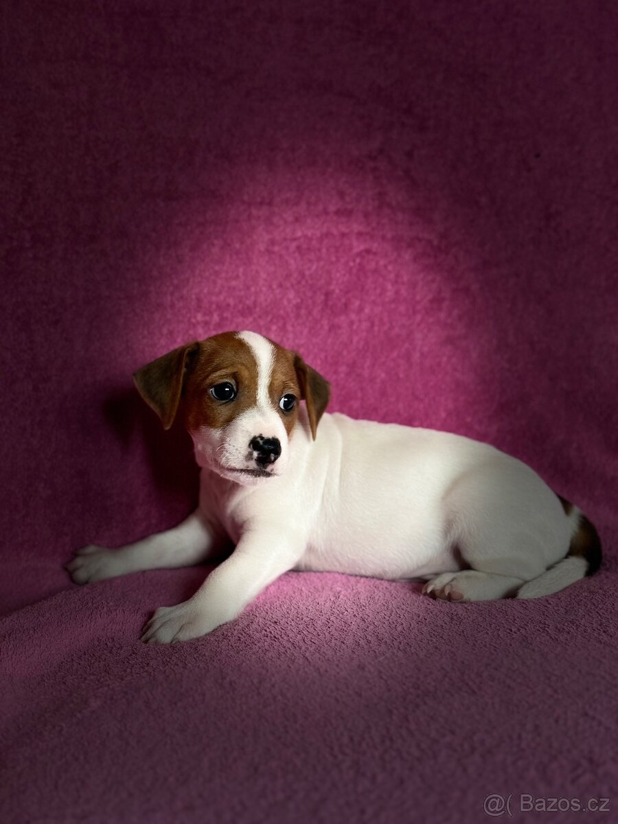 Jack Russell teriér