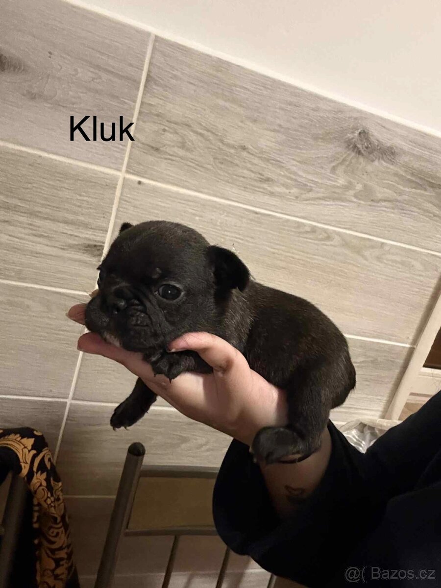 Prodám francouzský buldočky