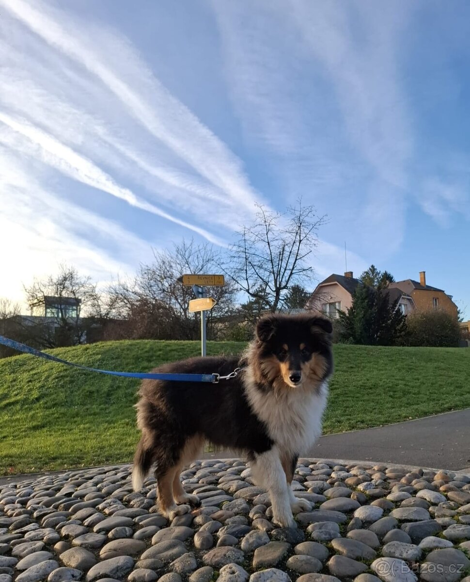 dlouhosrsté kolie s PP - Poslední volný pejsek