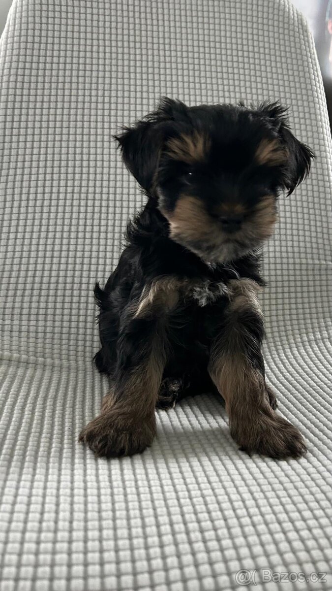 Biewer jorkširský teriér