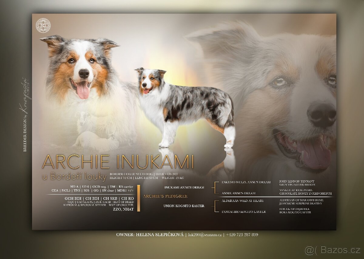 Krycí pes Border Collie